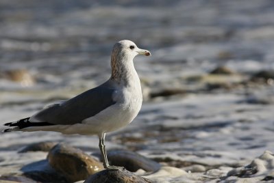 California Gull