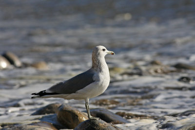 California Gull