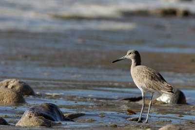 Western Willet