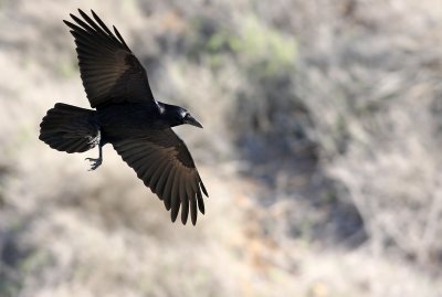 Common Raven