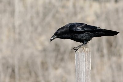 Common Raven