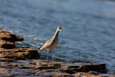 Western Willet