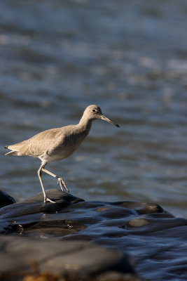 Western Willet