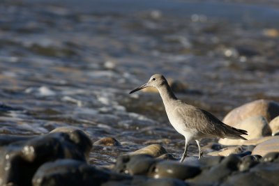 Western Willet