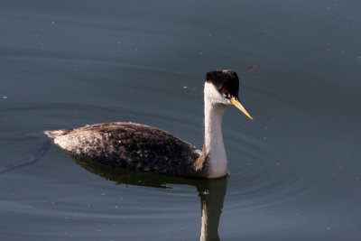 Western Grebe