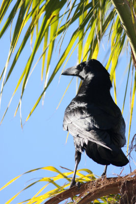 Common Raven