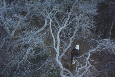 Bald Eagle 