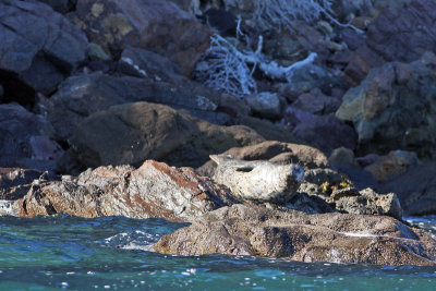 Harbor Seal