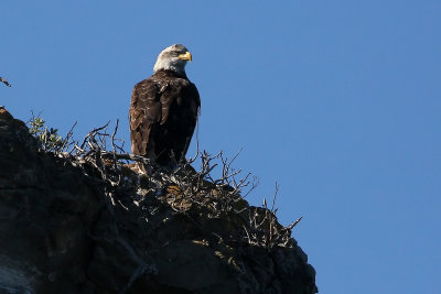 Bald Eagle 