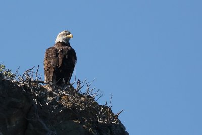 Bald Eagle 