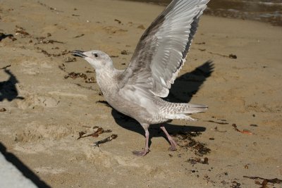 Glaucous-winged Gull