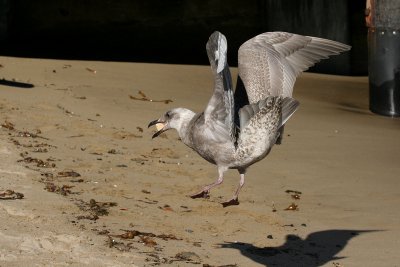 Glaucous-winged Gull