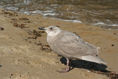 Glaucous-winged Gull