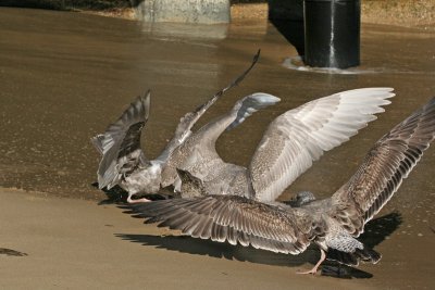 Glaucous-winged Gull