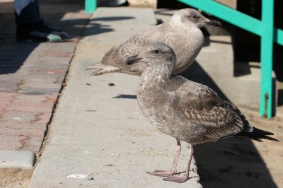 Western and Glaucous-winged Gulls