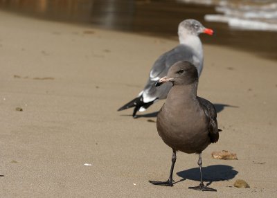 Heermann's Gulls