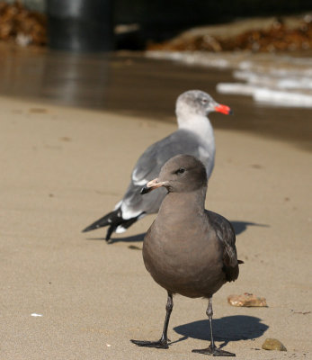 Heermann's Gulls