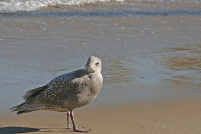 Glaucous-winged Gull