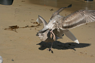 Glaucous-winged Gull