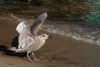 Glaucous-winged Gull