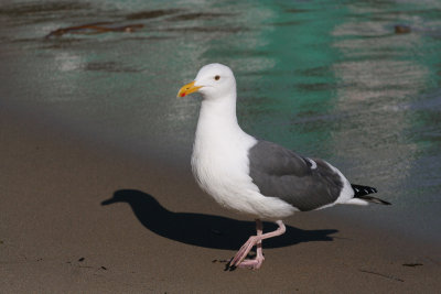 Western Gull