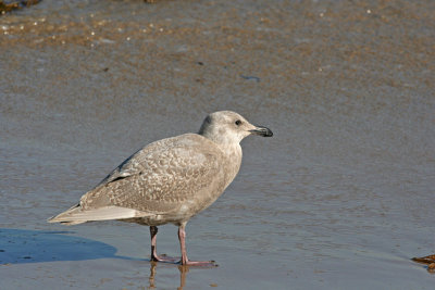 Glaucous-winged Gull