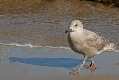 Glaucous-winged Gull