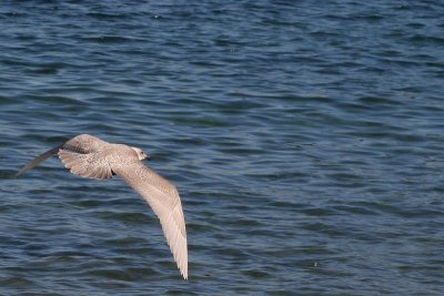 Glaucous-winged Gull