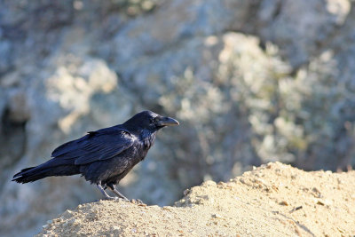 Common Raven