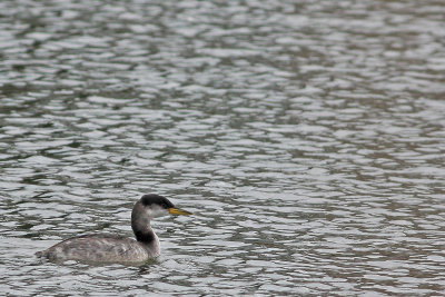 Red-necked Grebe