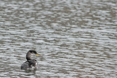 Red-necked Grebe