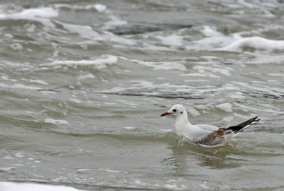 Black-headed Gull