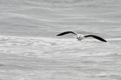 Little Gull