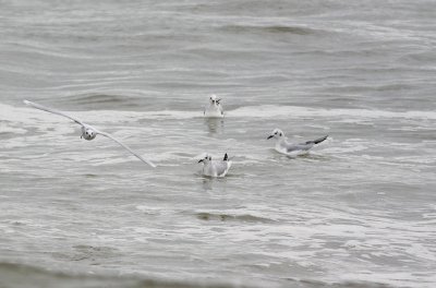 Little Gull