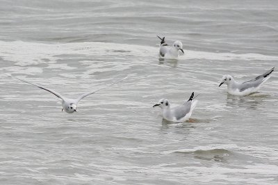 Little Gull