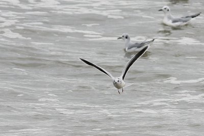 Little Gull