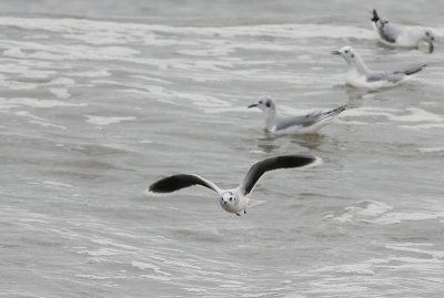 Little Gull