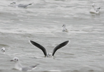 Little Gull