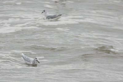 Little Gull