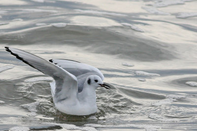 Bonaparte's Gull