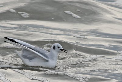 Bonaparte's Gull