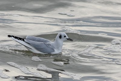 Bonaparte's Gull