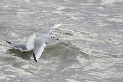 Bonaparte's Gull