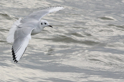 Bonaparte's Gull