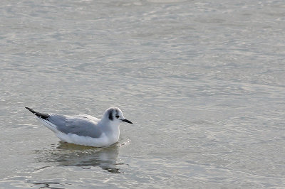 Bonaparte's Gull