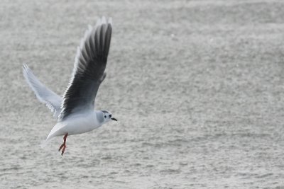 Little Gull