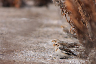 Snow Buntings