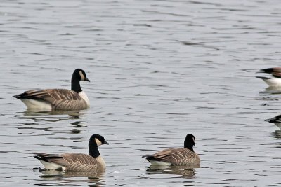 2 Cackling Geese