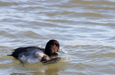 Lesser Scaup