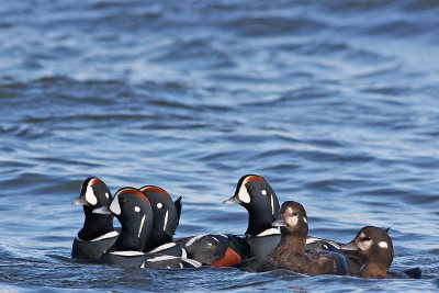 Harlequin Ducks